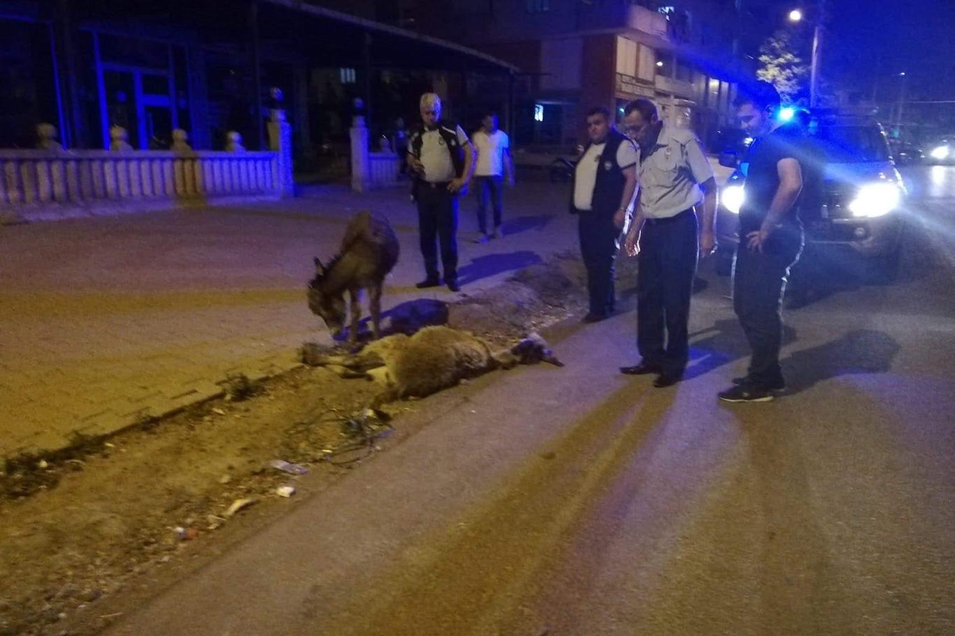 Aracın çarptığı anne eşeğin yavrusu başından ayrılamadı Aracın çarptığı anne eşeğin yavrusu başından ayrılamadı